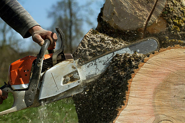  Rancho Mission Viejo, CA Tree Service Pros